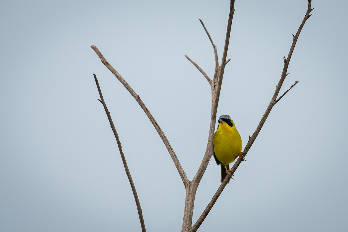Masked Yellowthroat - ML638336328