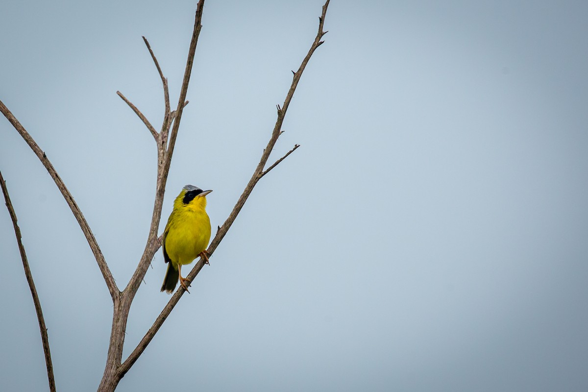 Masked Yellowthroat - ML638336329