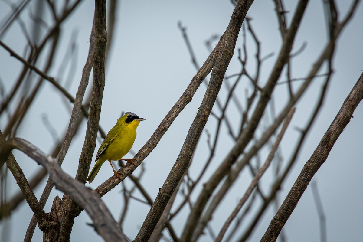 Masked Yellowthroat - ML638336330