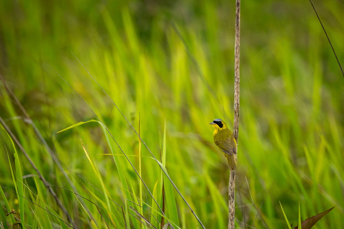 Masked Yellowthroat - ML638336331