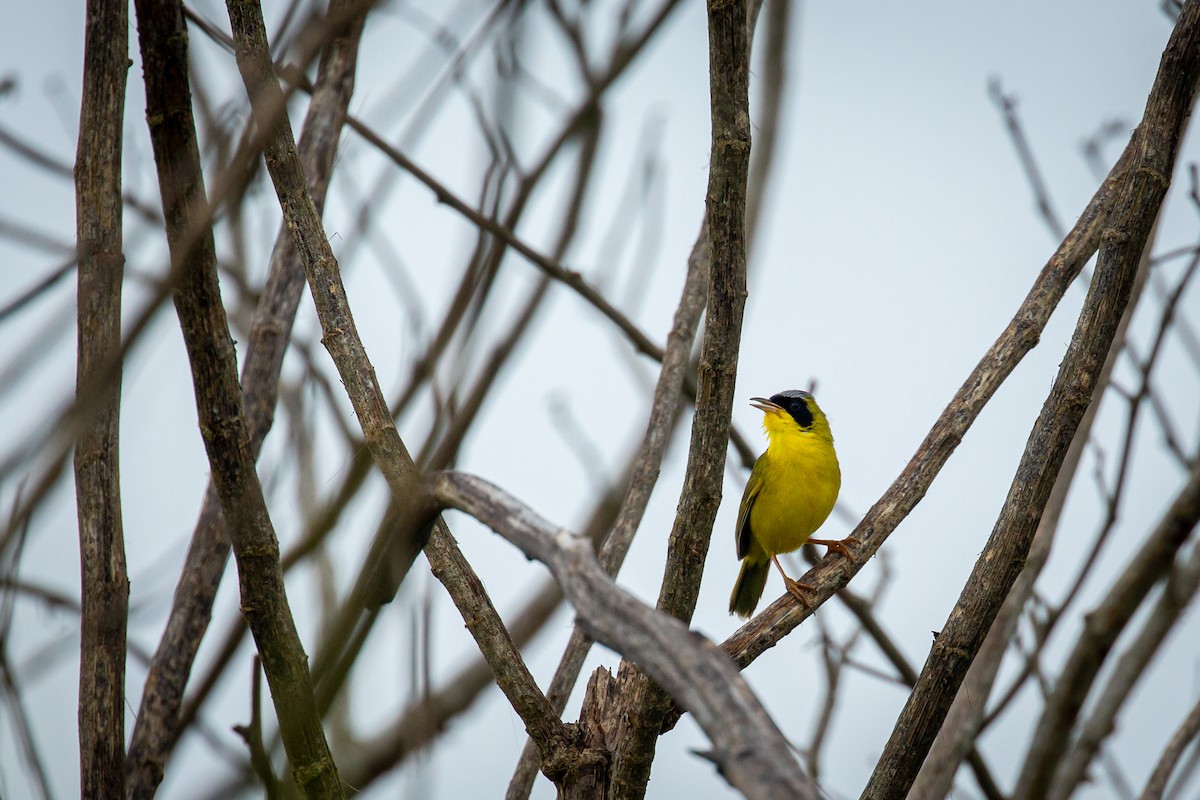 Masked Yellowthroat - ML638336332