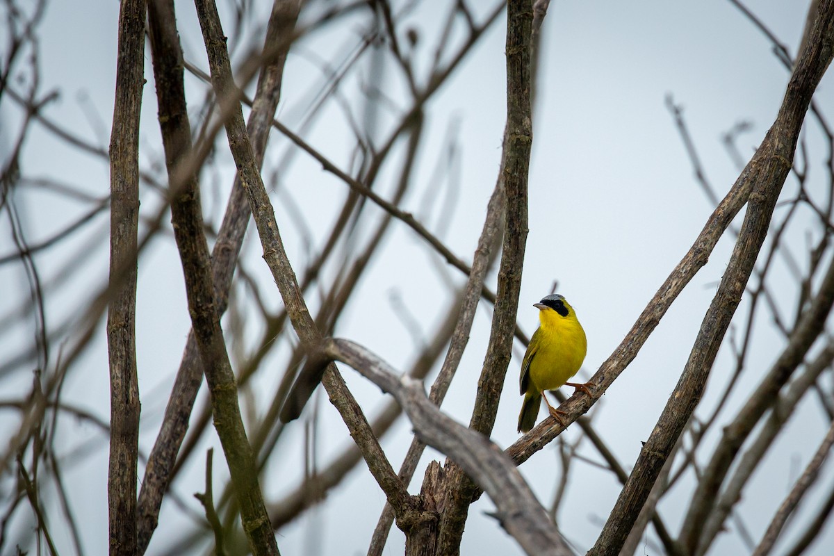Masked Yellowthroat - ML638336333