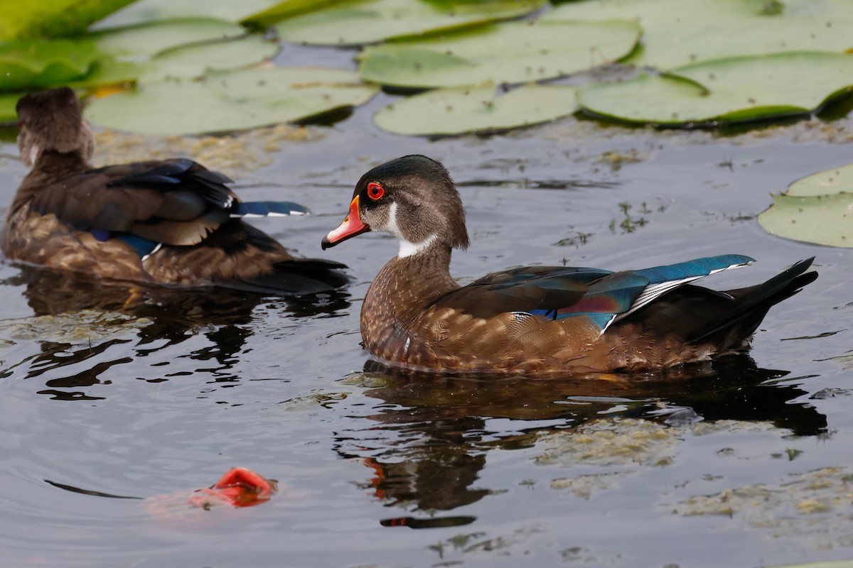 Pato Joyuyo - ML638336334