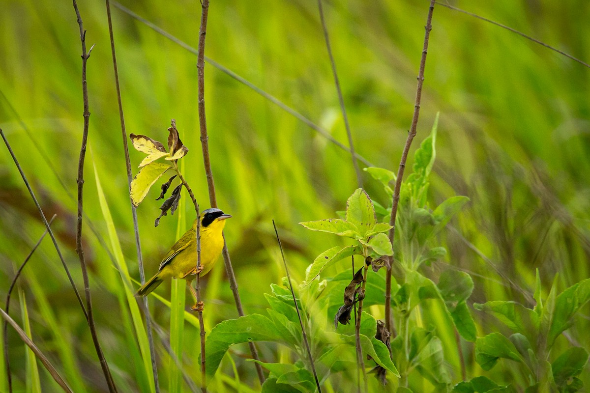 Masked Yellowthroat - ML638336335