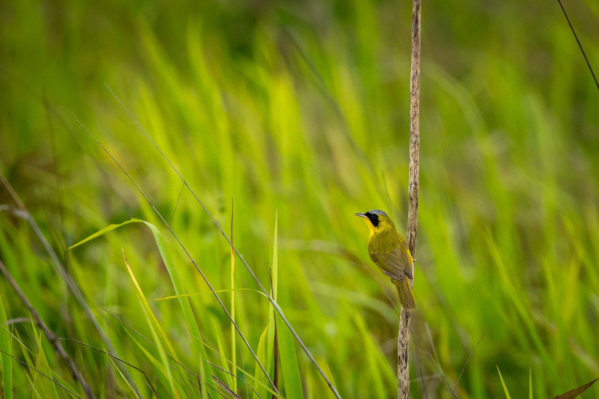 Masked Yellowthroat - ML638336336