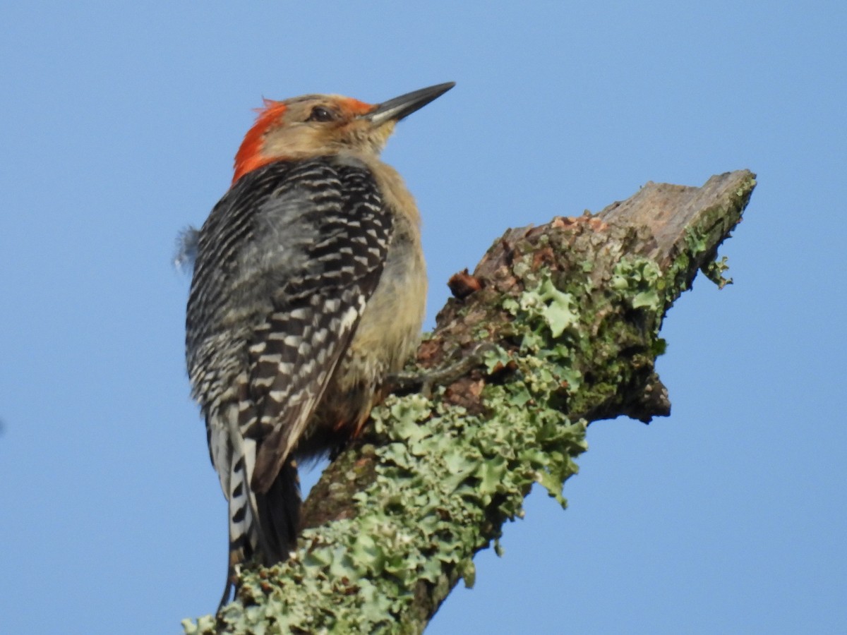 Red-bellied Woodpecker - ML638336343