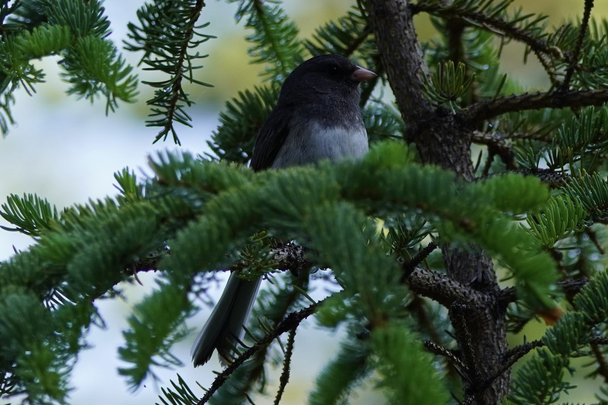 Dark-eyed Junco - ML638336345