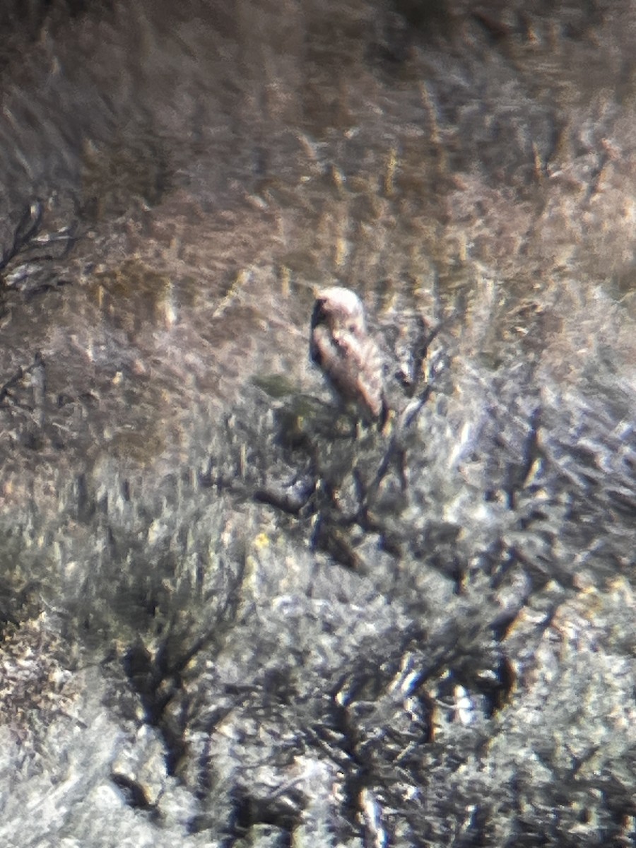 Burrowing Owl - ML638336351