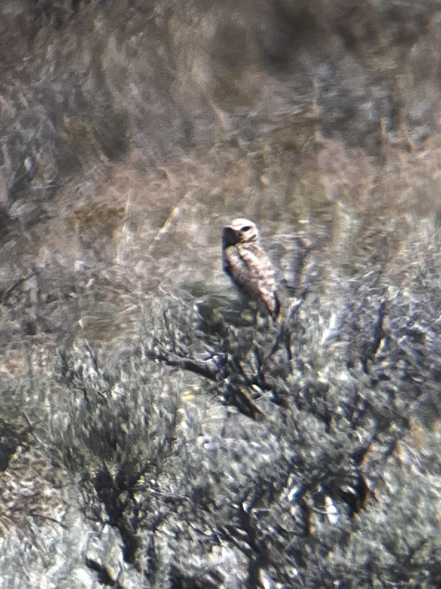 Burrowing Owl - ML638336352