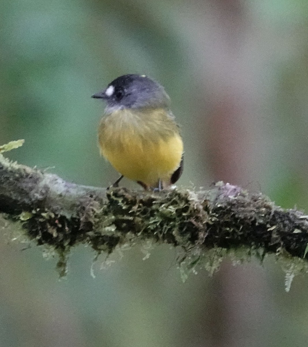 Ornate Flycatcher - ML638336355