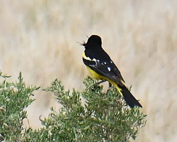Scott's Oriole - ML638336360