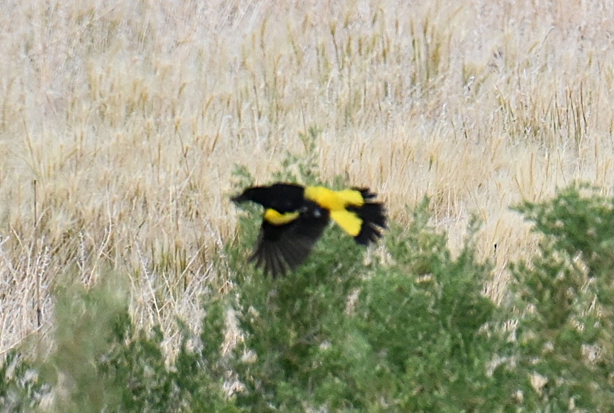 Scott's Oriole - ML638336361