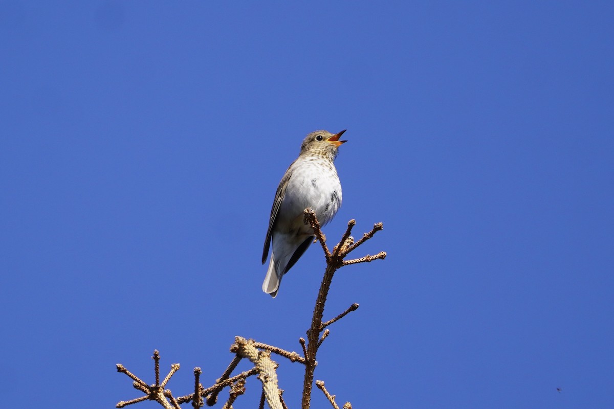 Swainson's Thrush - ML638336362