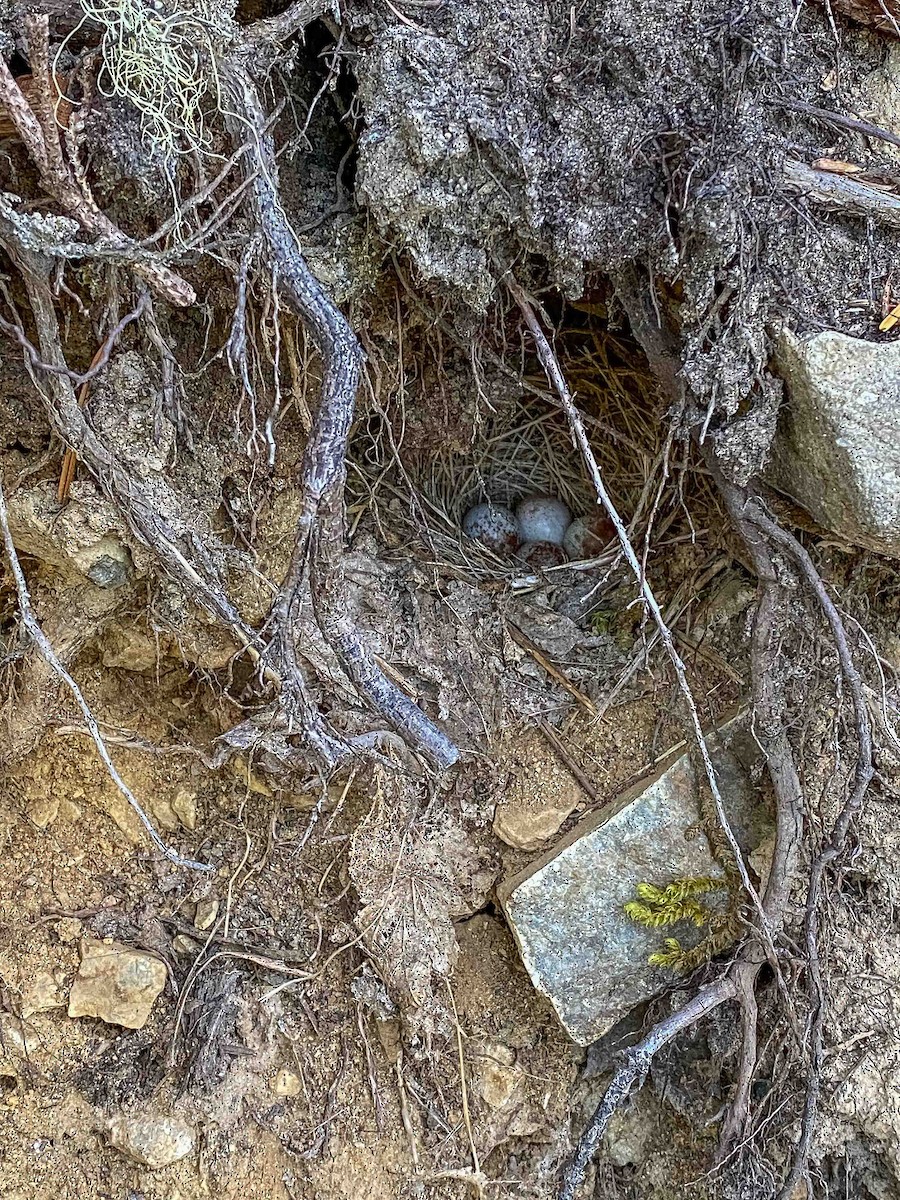 Dark-eyed Junco - ML638336375