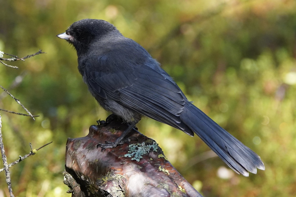 Canada Jay - ML638336384