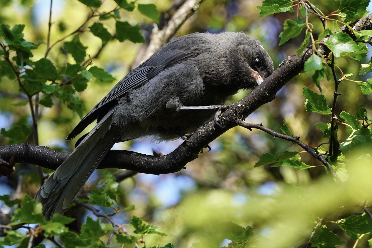 Canada Jay - ML638336385