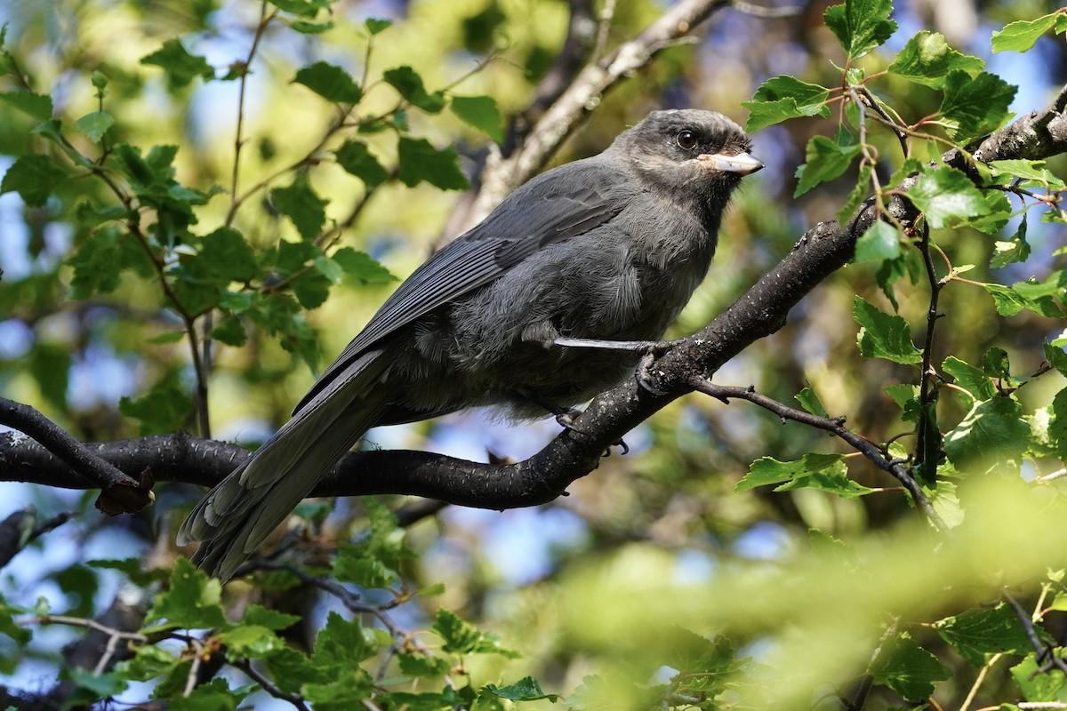 Canada Jay - ML638336388