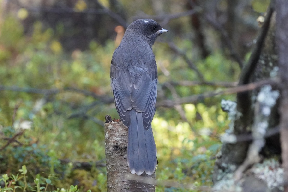Canada Jay - ML638336389