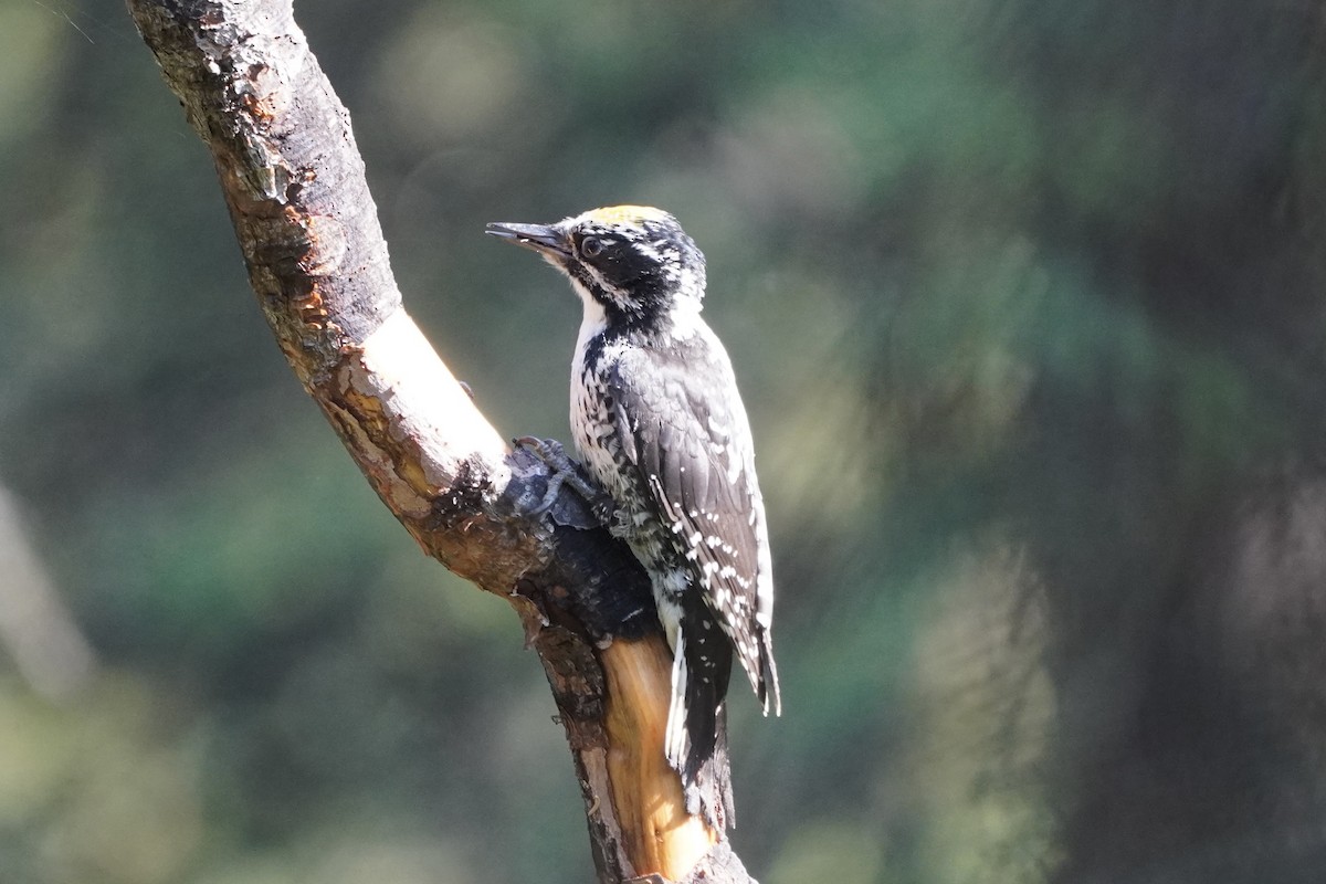 American Three-toed Woodpecker - ML638336394