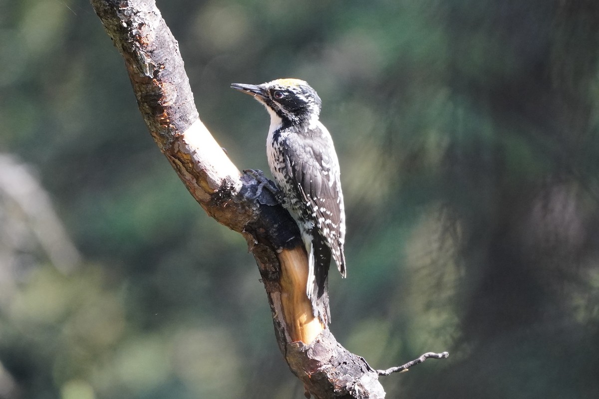 American Three-toed Woodpecker - ML638336395