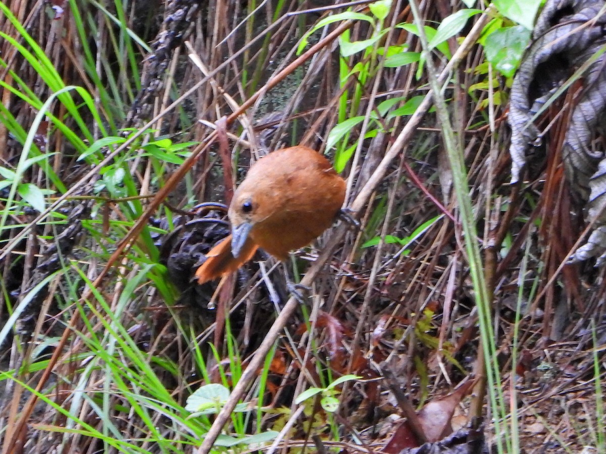 White-lined Tanager - ML638336399