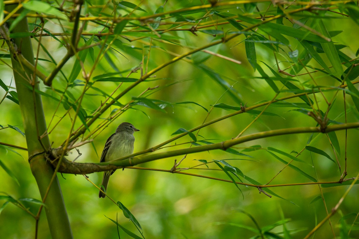 Small-billed Elaenia - ML638336410