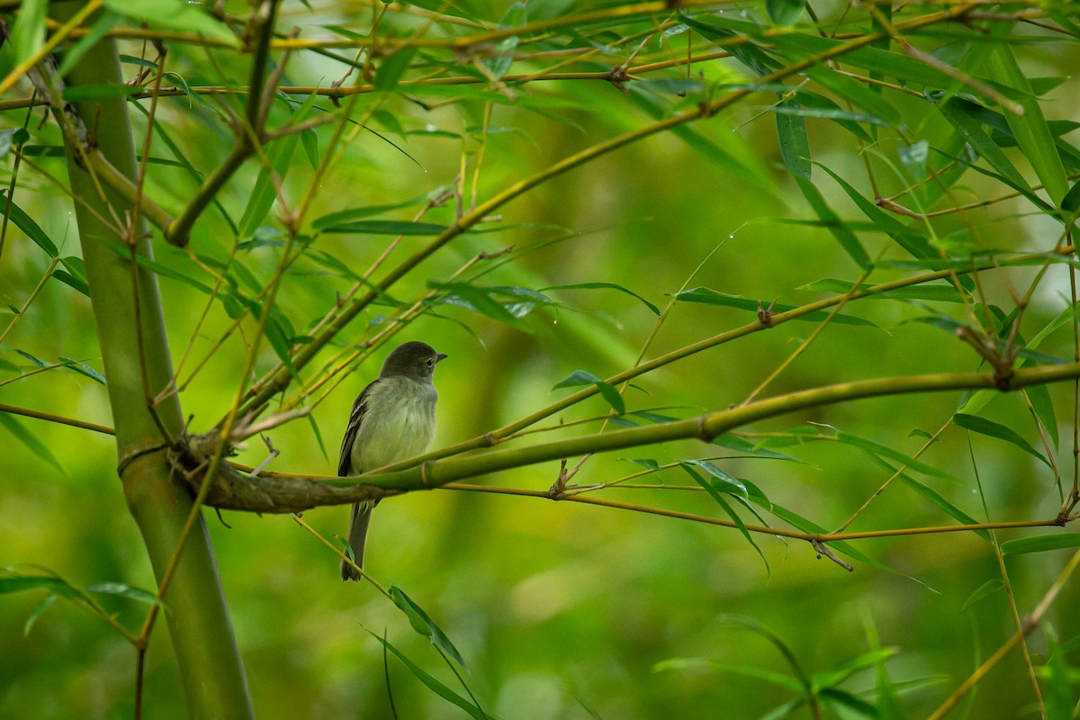 Small-billed Elaenia - ML638336412