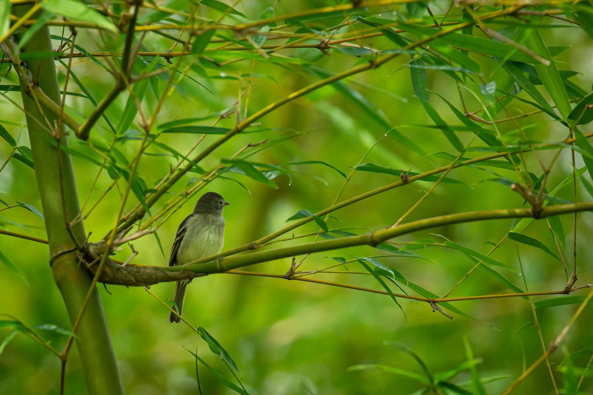 Small-billed Elaenia - ML638336413