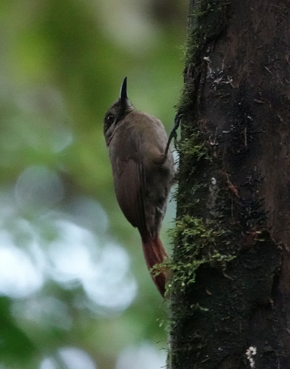 Plain-brown Woodcreeper - ML638336415