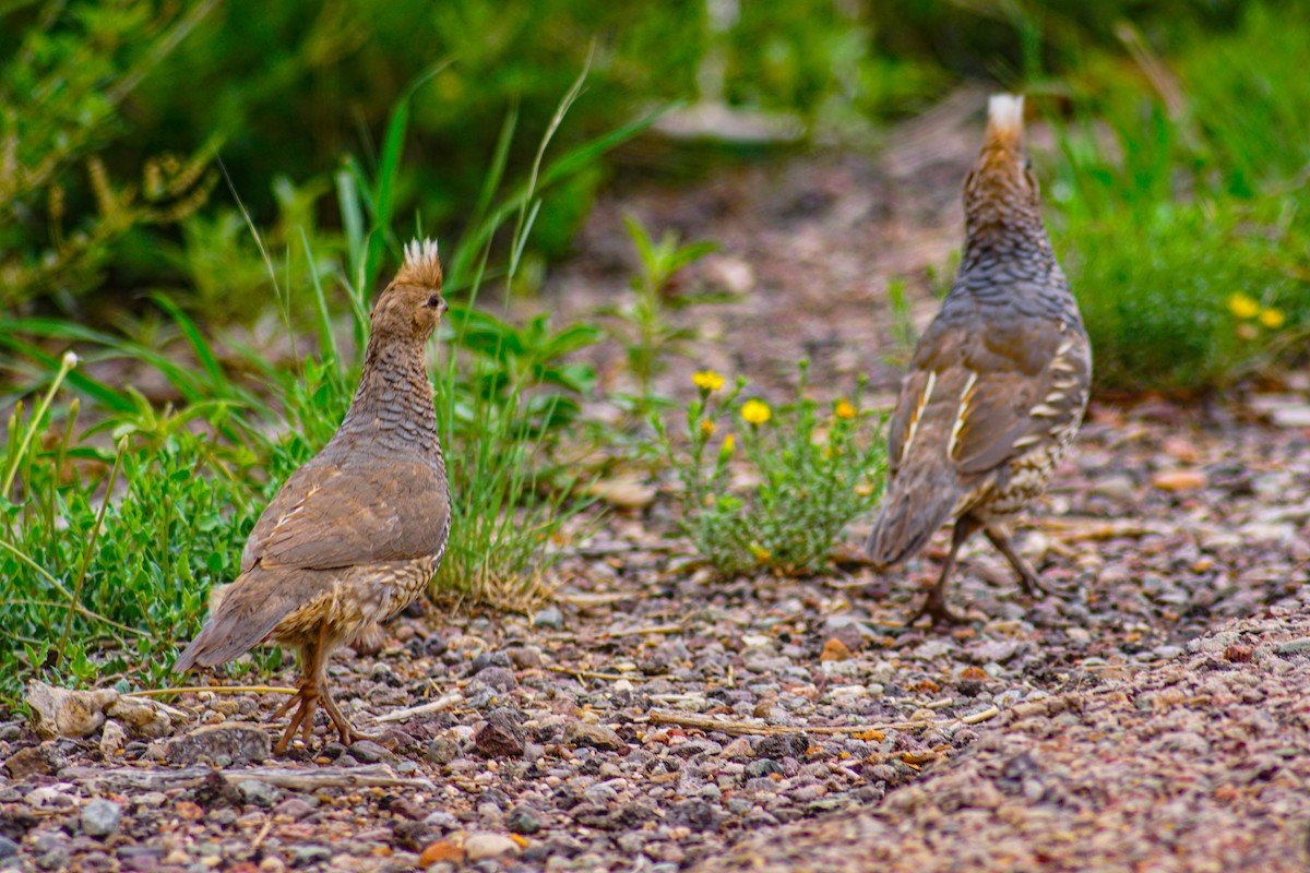 Scaled Quail - ML638336416