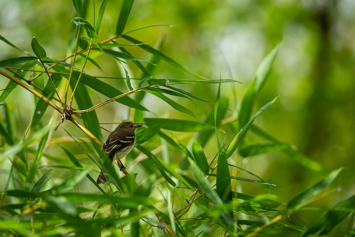 Bran-colored Flycatcher - ML638336420