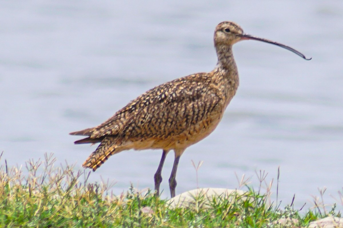 Long-billed Curlew - ML638336421