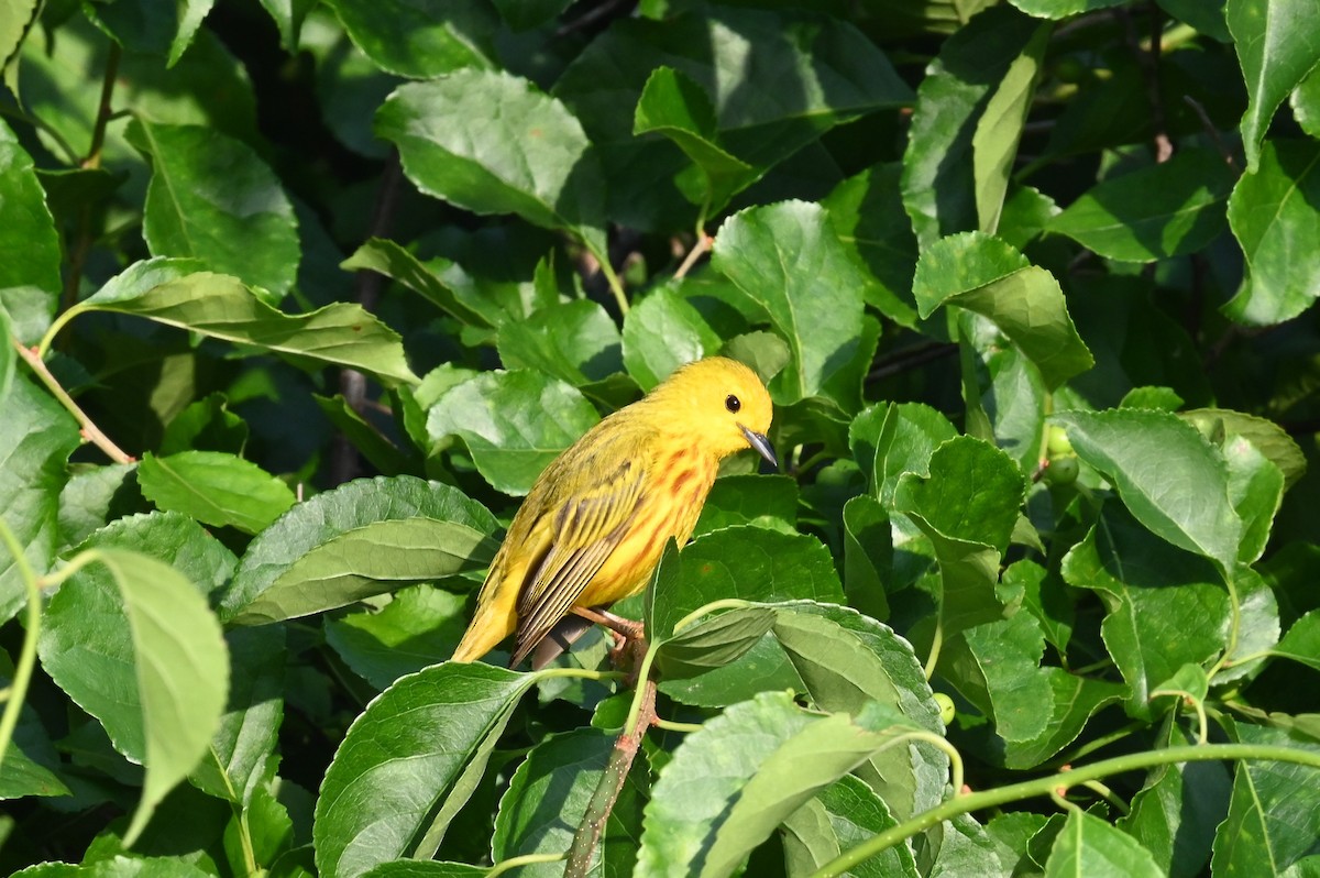 Yellow Warbler - ML638336427