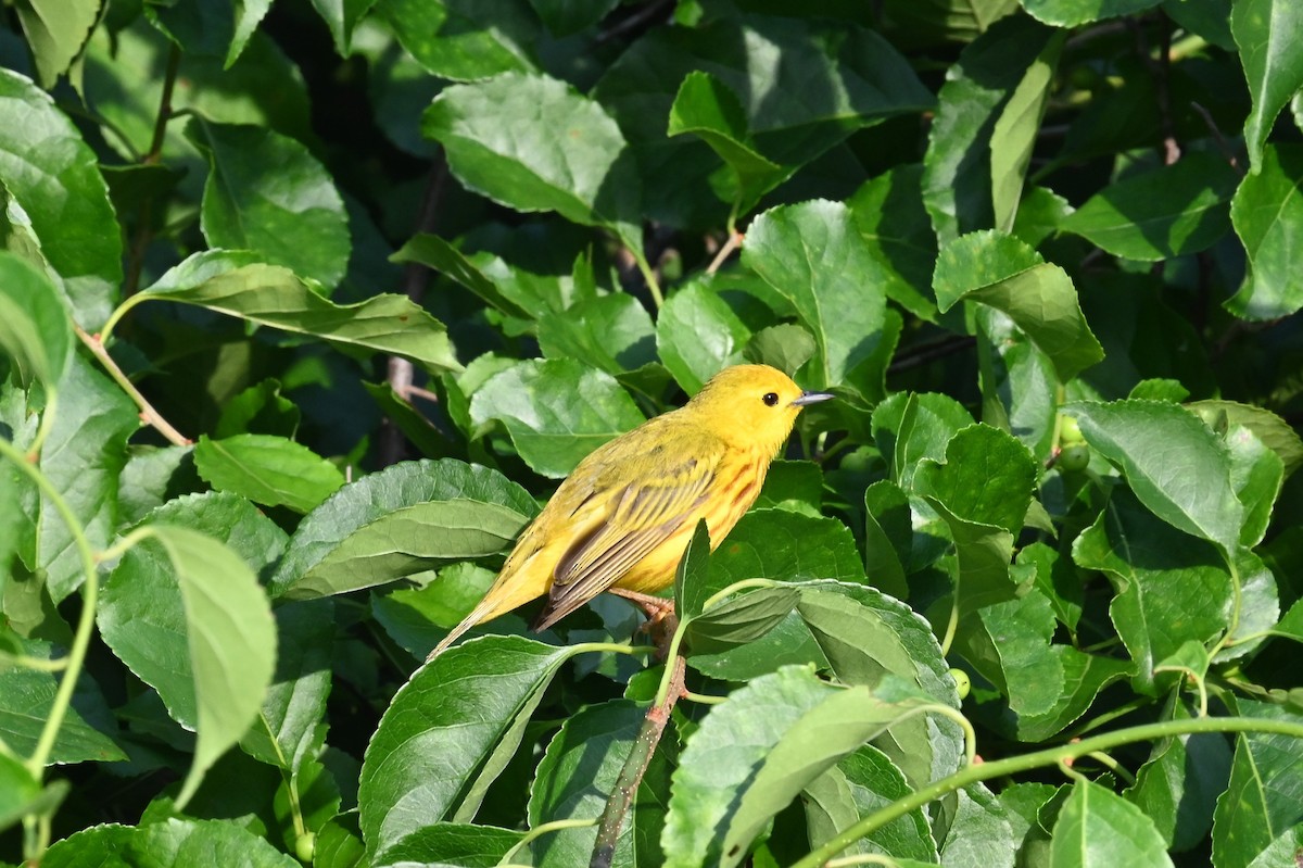 Yellow Warbler - ML638336428