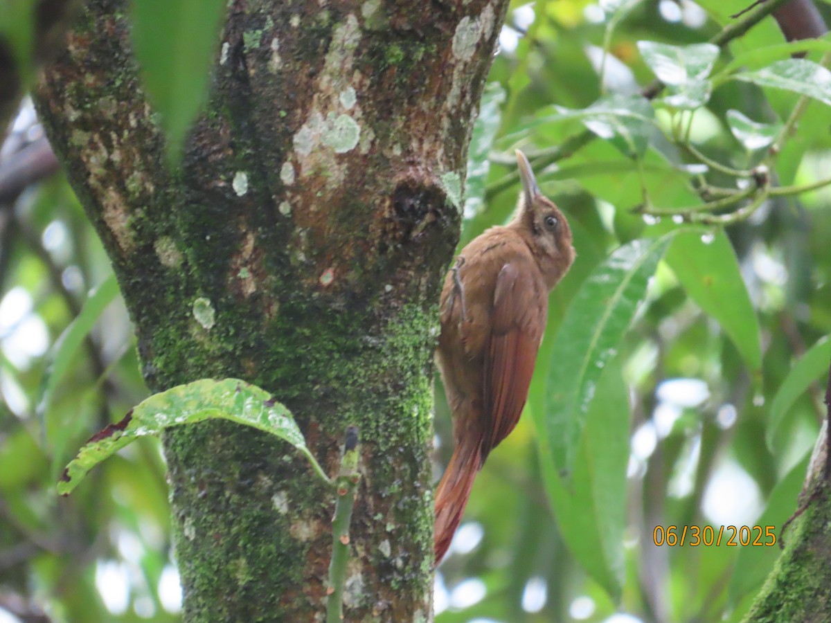 Plain-brown Woodcreeper - ML638336430