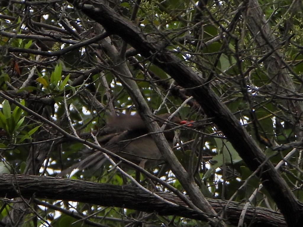 Pale-breasted Thrush - ML638336431