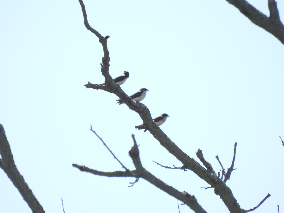 Tree Swallow - ML638336435