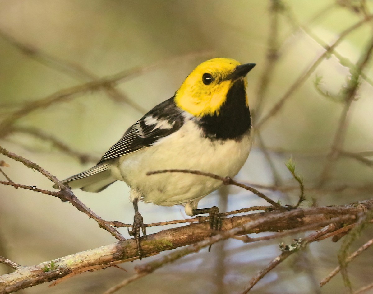 Hermit Warbler - ML638336455