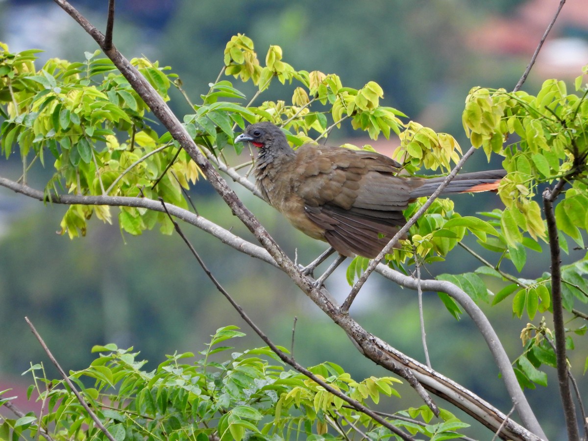 Rufous-vented Chachalaca - ML638336458