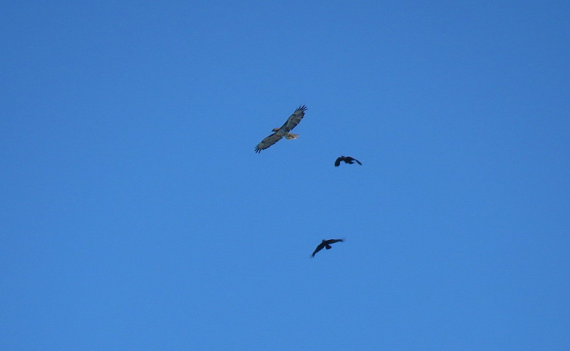 Red-tailed Hawk - ML638336459