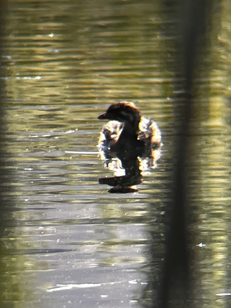 Pied-billed Grebe - ML638336464