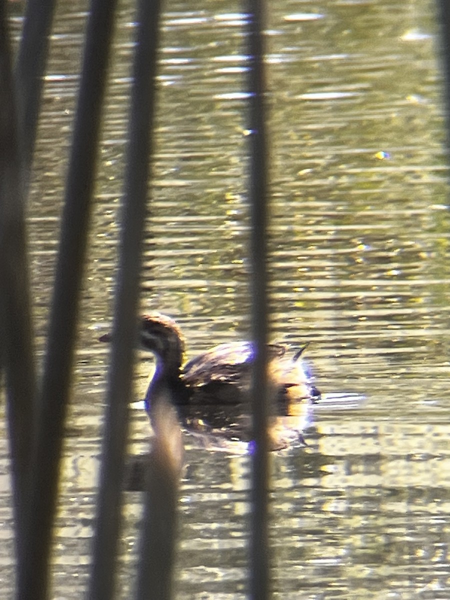Pied-billed Grebe - ML638336465