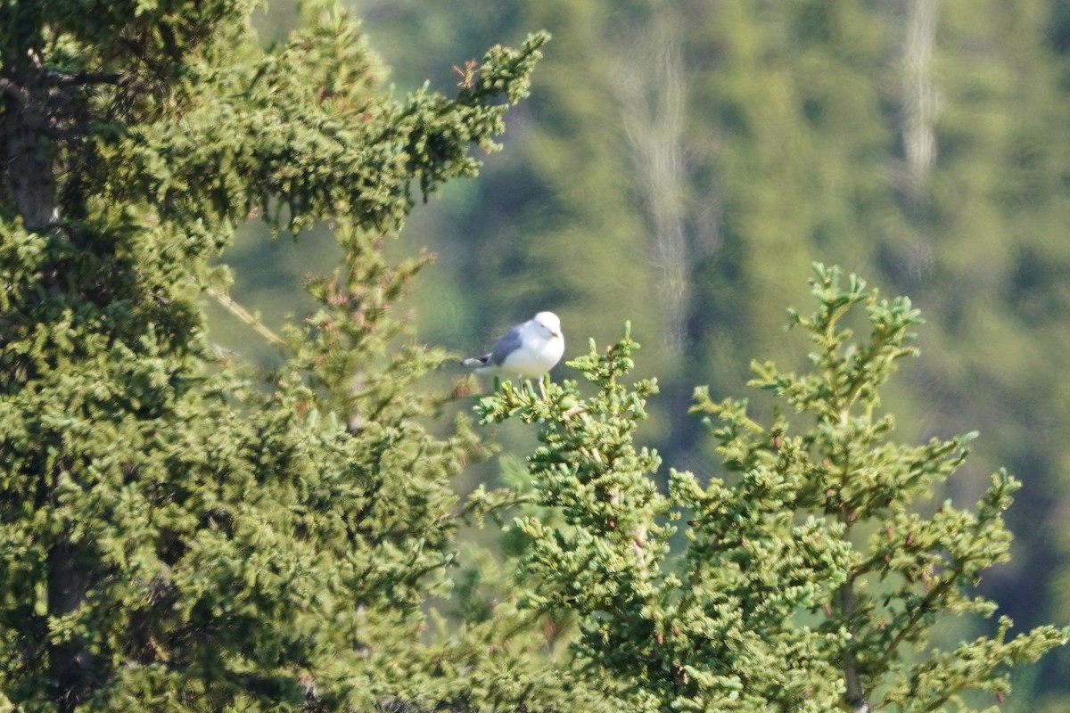 Short-billed Gull - ML638336474