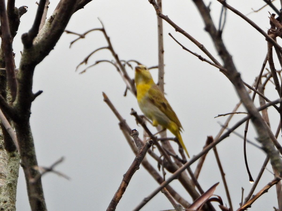Saffron Finch - ML638336485