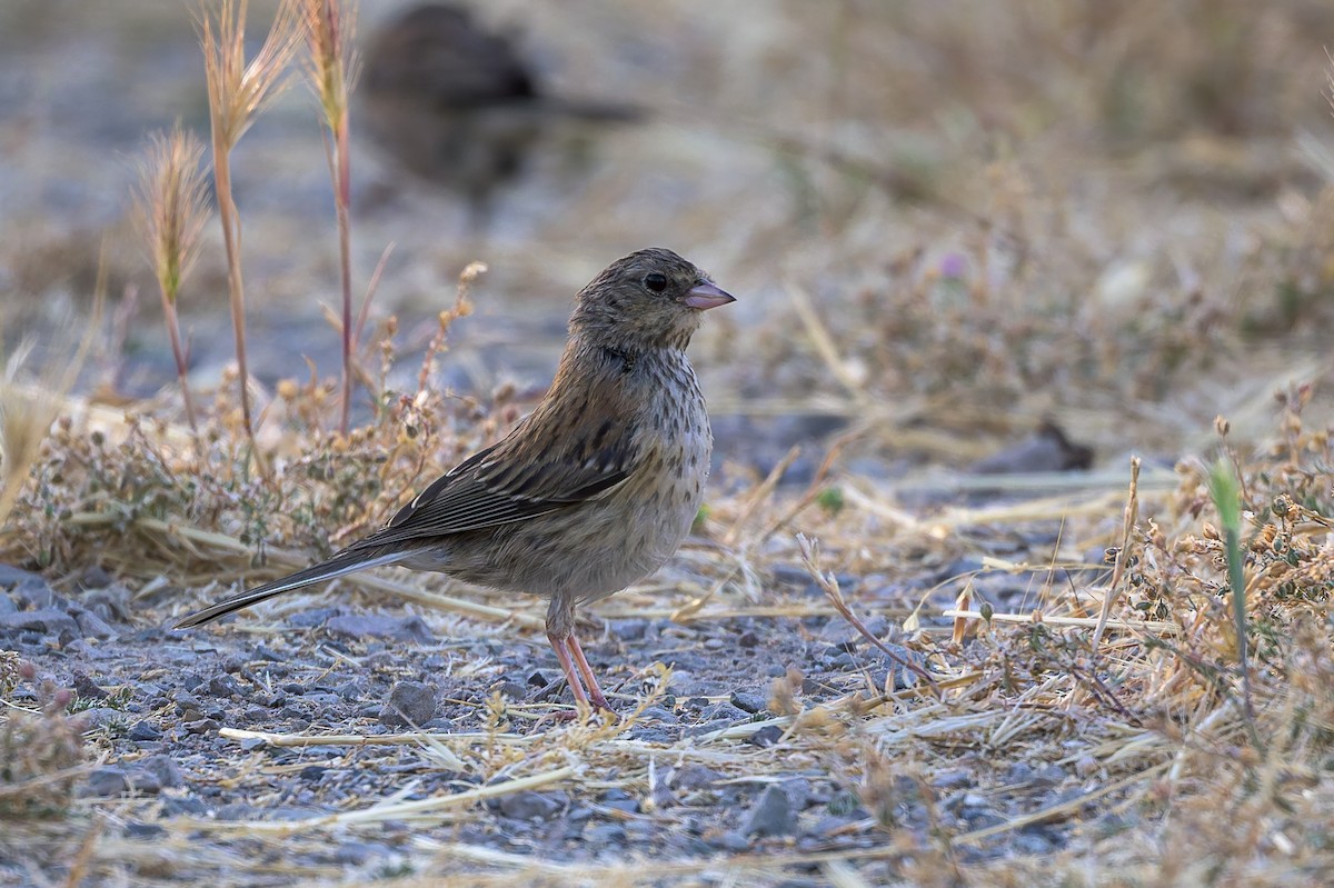 Dark-eyed Junco (Oregon) - ML638336486