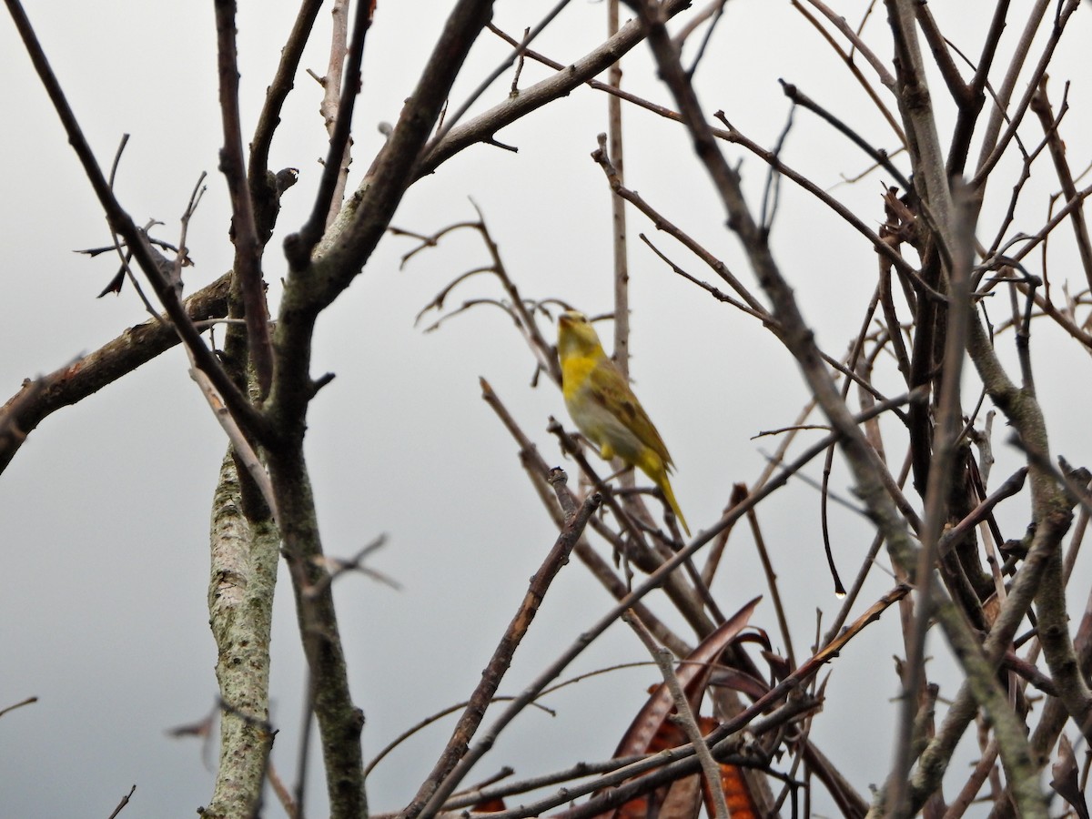 Saffron Finch - ML638336487