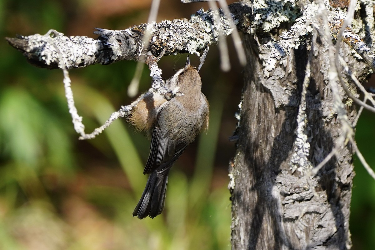 Boreal Chickadee - ML638336496