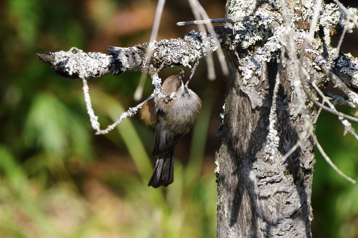 Boreal Chickadee - ML638336497