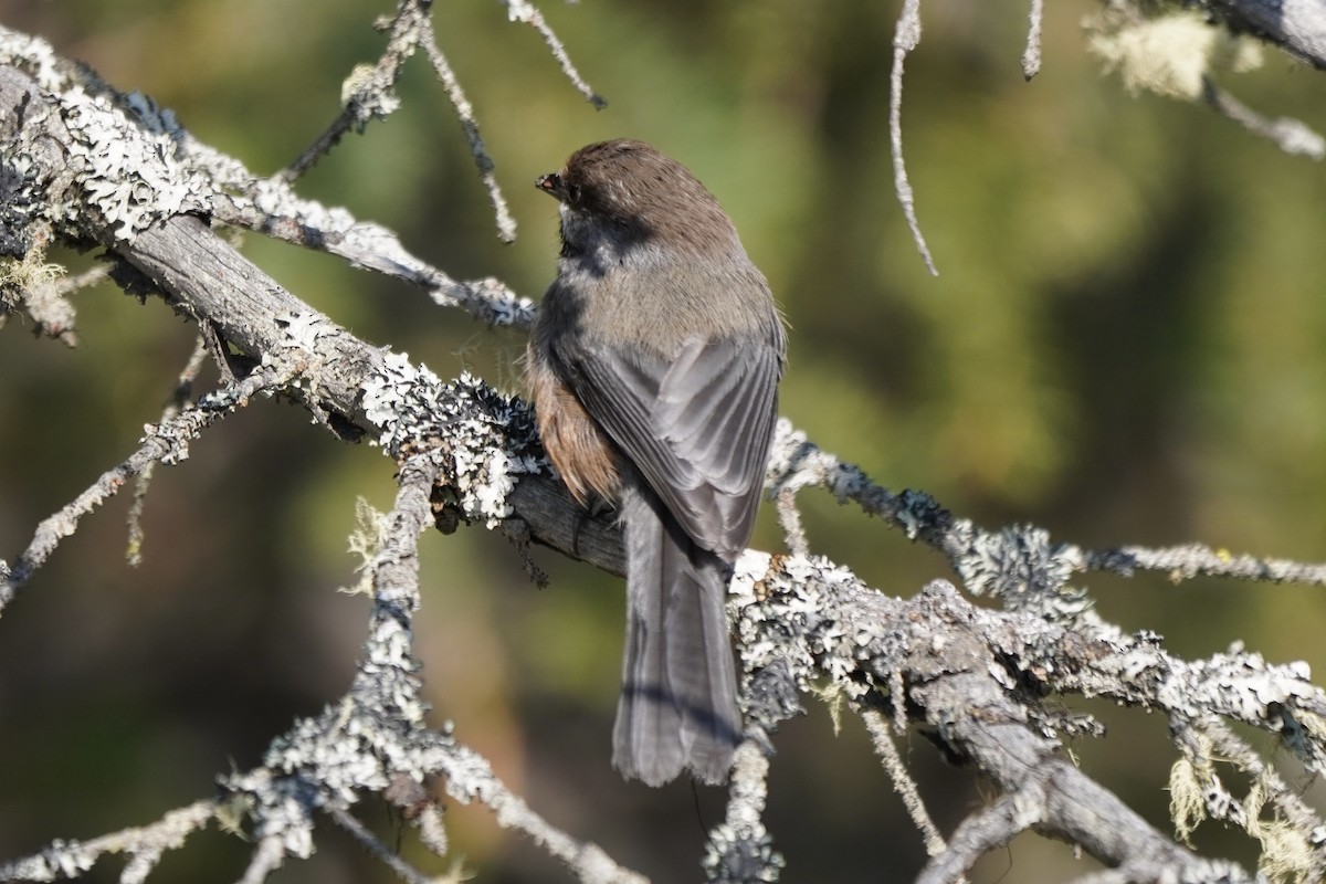 Boreal Chickadee - ML638336498