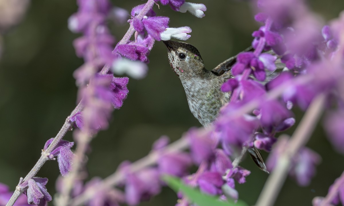 Anna's Hummingbird - ML638336501